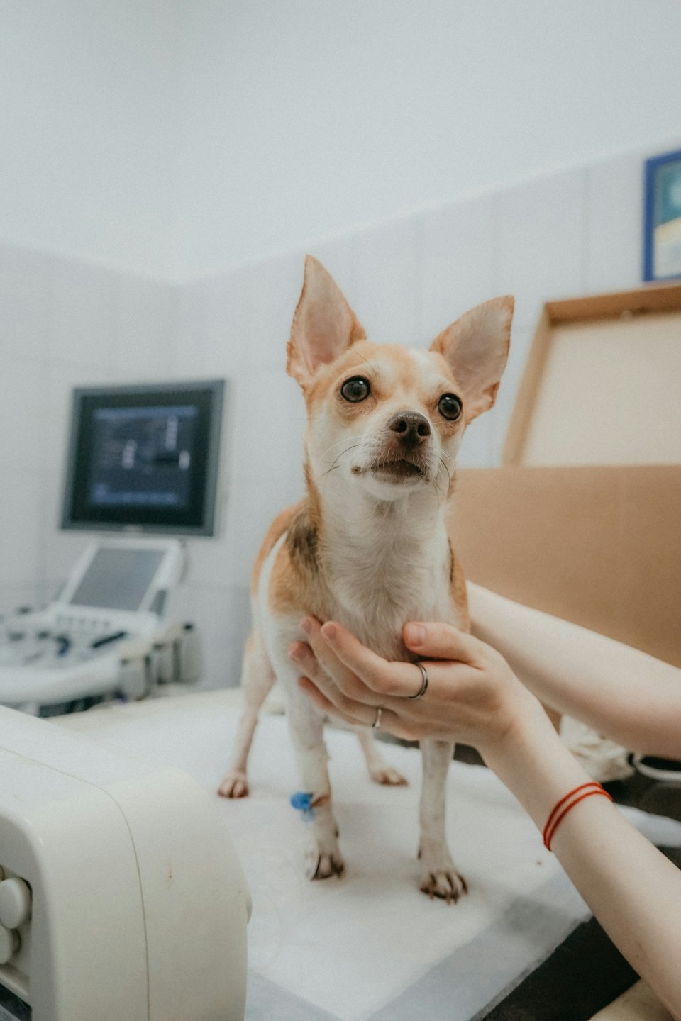 Cagnolino meticcio chihuahua sul tavolo da visita in clinica veterinaria.