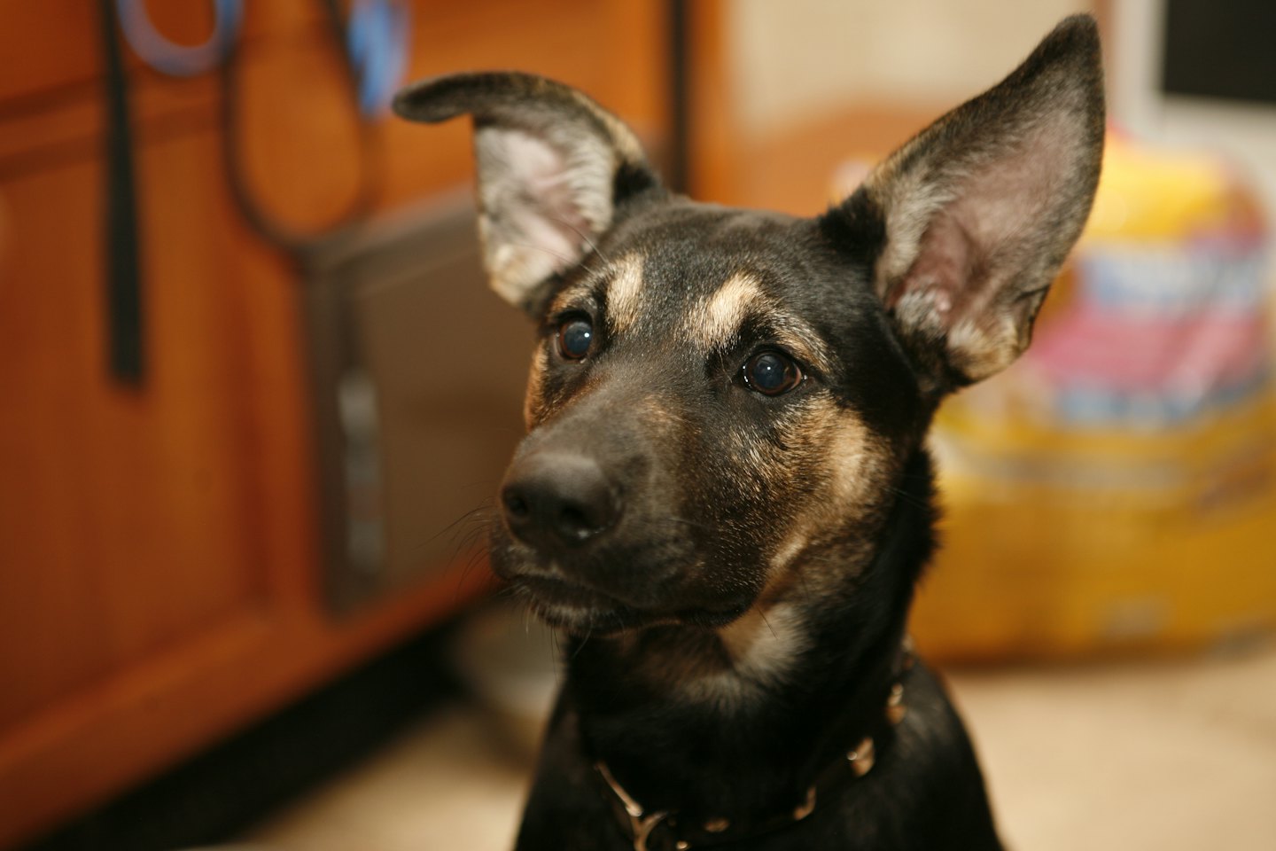Cane nero e marrone guarda in alto con un collare.