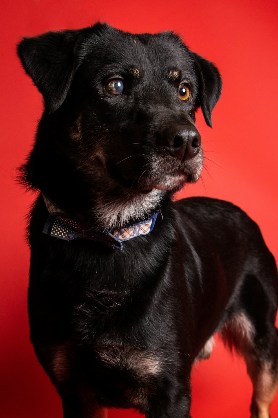 Cane nero con un occhio blu e uno ambra indossa un papillon.