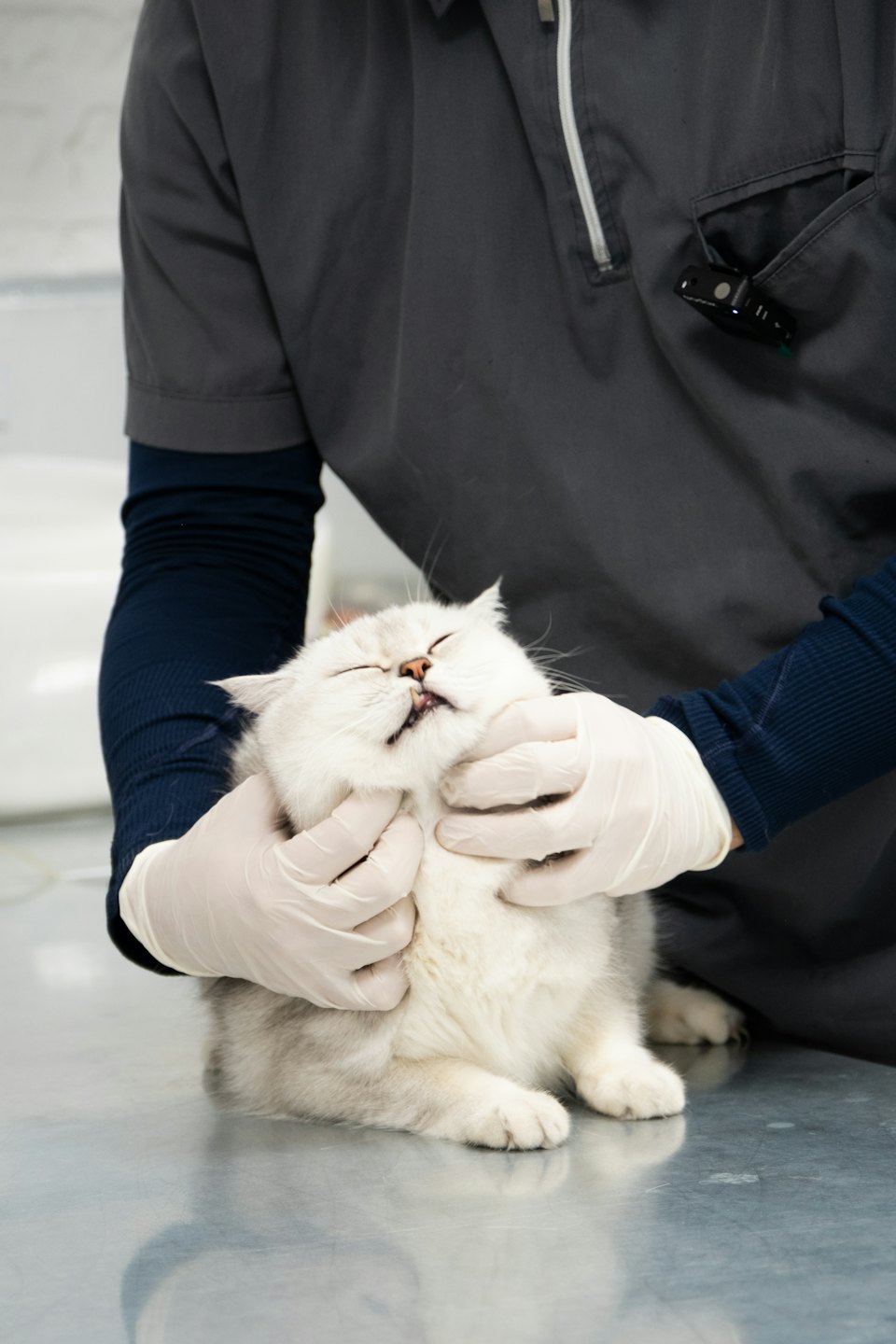 Un veterinario esamina un gatto a pelo lungo rilassato su un tavolo.